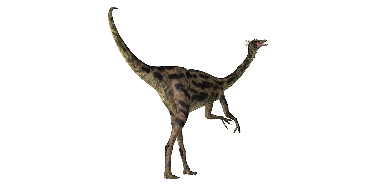 What role is Gallimimus’s long tail thought to have played while running?
