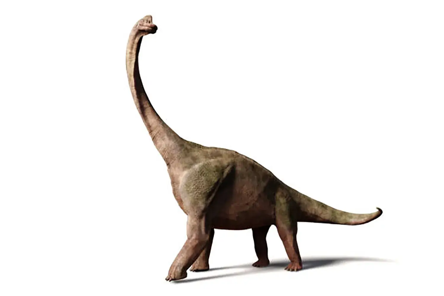 代表的な竜脚形類の恐竜『ブラキオサウルス』
