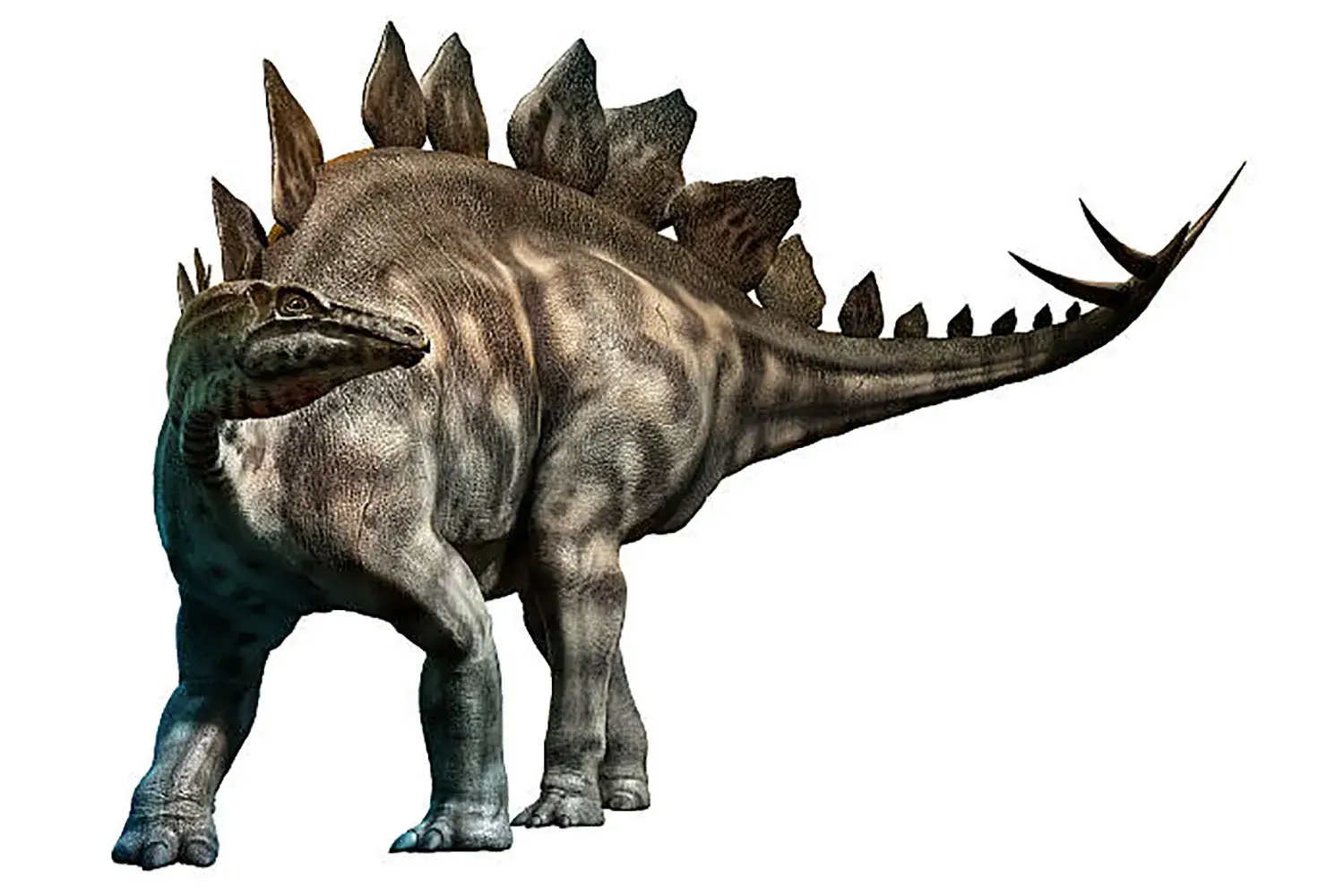 代表的な装盾類の恐竜『ステゴサウルス』