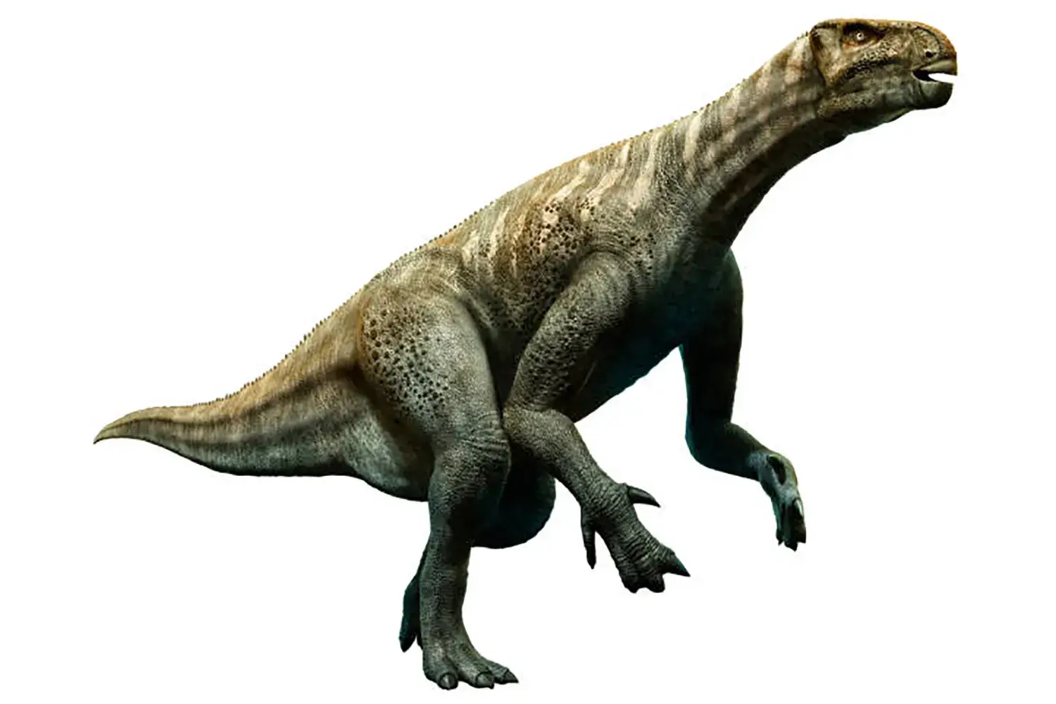 代表的な鳥脚類の恐竜『イグアノドン』