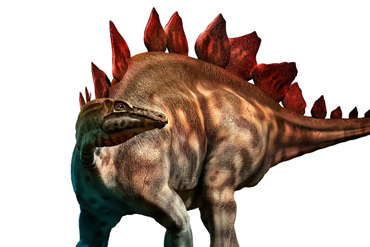 How many spikes were on the tail of a Stegosaurus?
