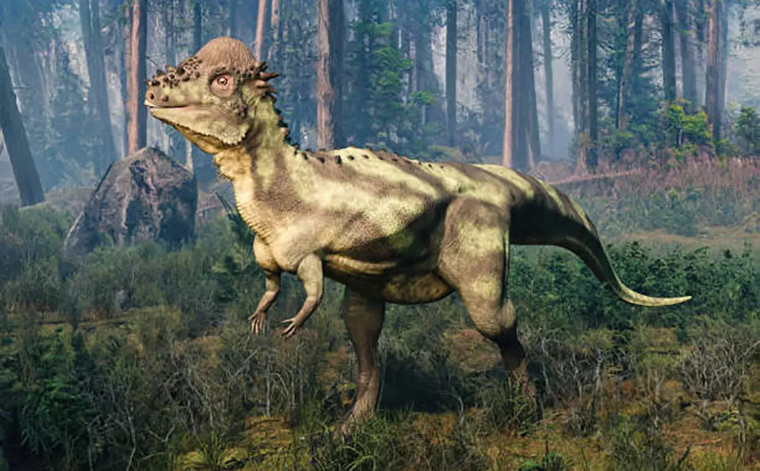 パキケファロサウルスはどのように戦っていた？