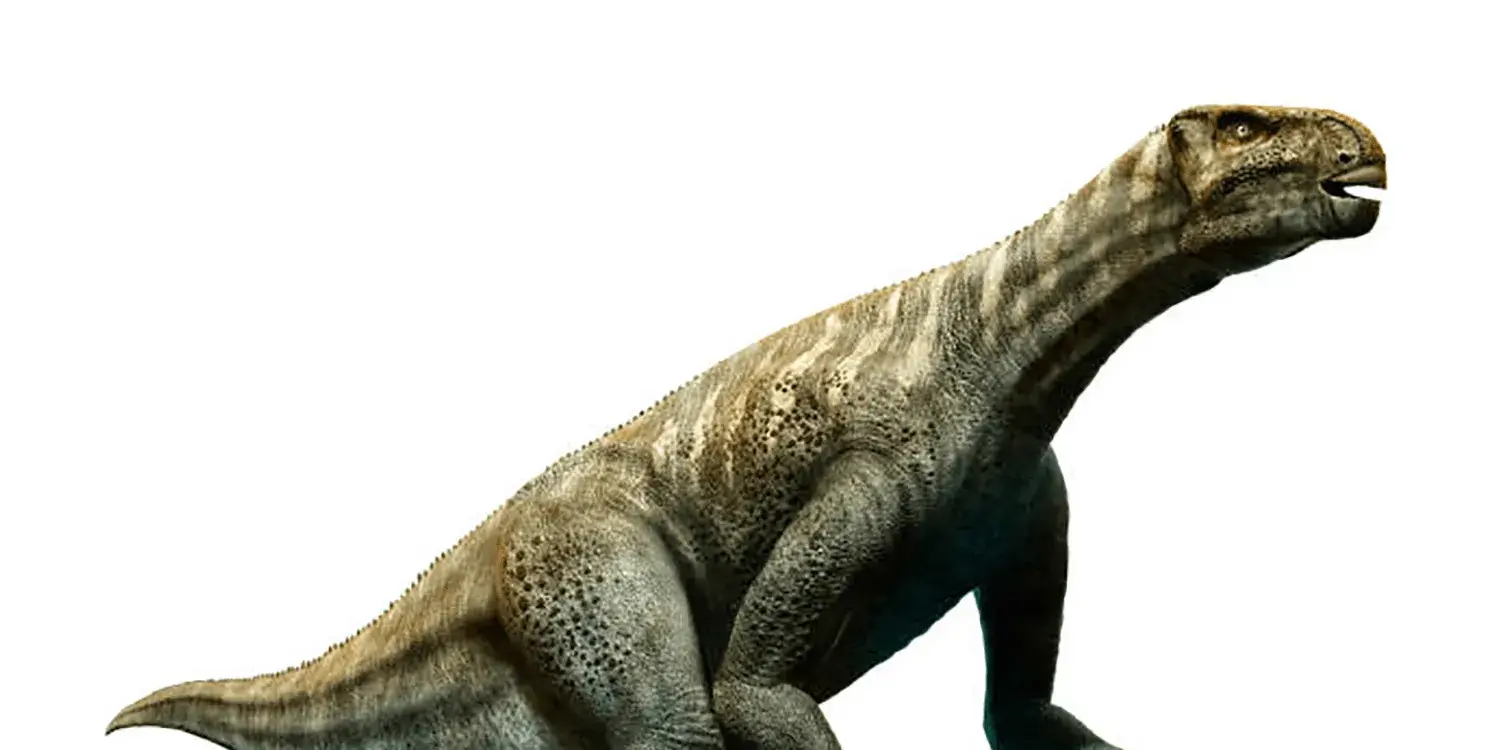 What distinctive feature did Iguanodon have on its thumbs?