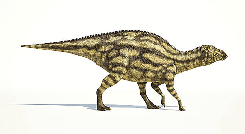 恐竜 マイアサウラの化石 約28mm | jasonknade.com