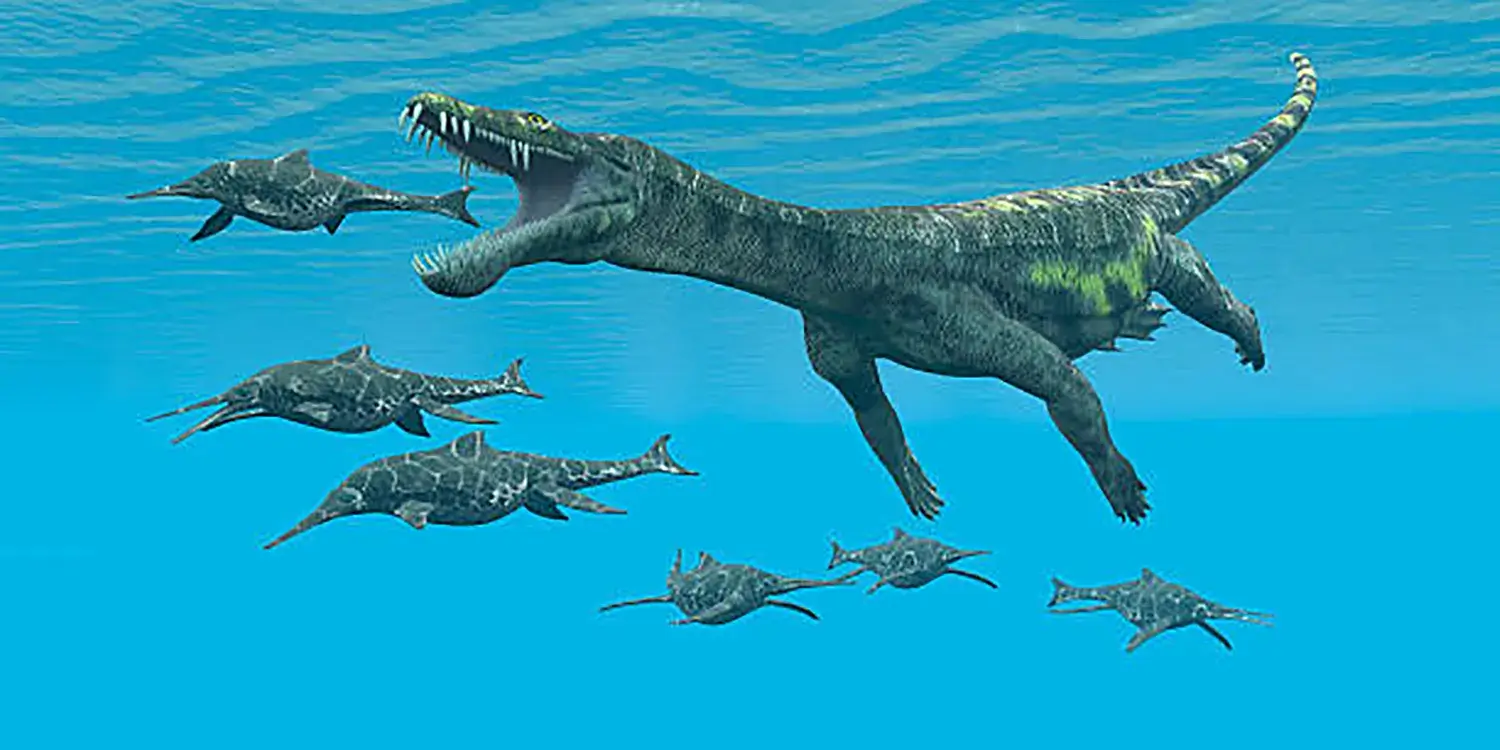 How is Nothosaurus thought to have swum?