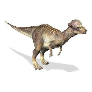 パキケファロサウルス (Pachycephalosaurus) | 恐竜大百科