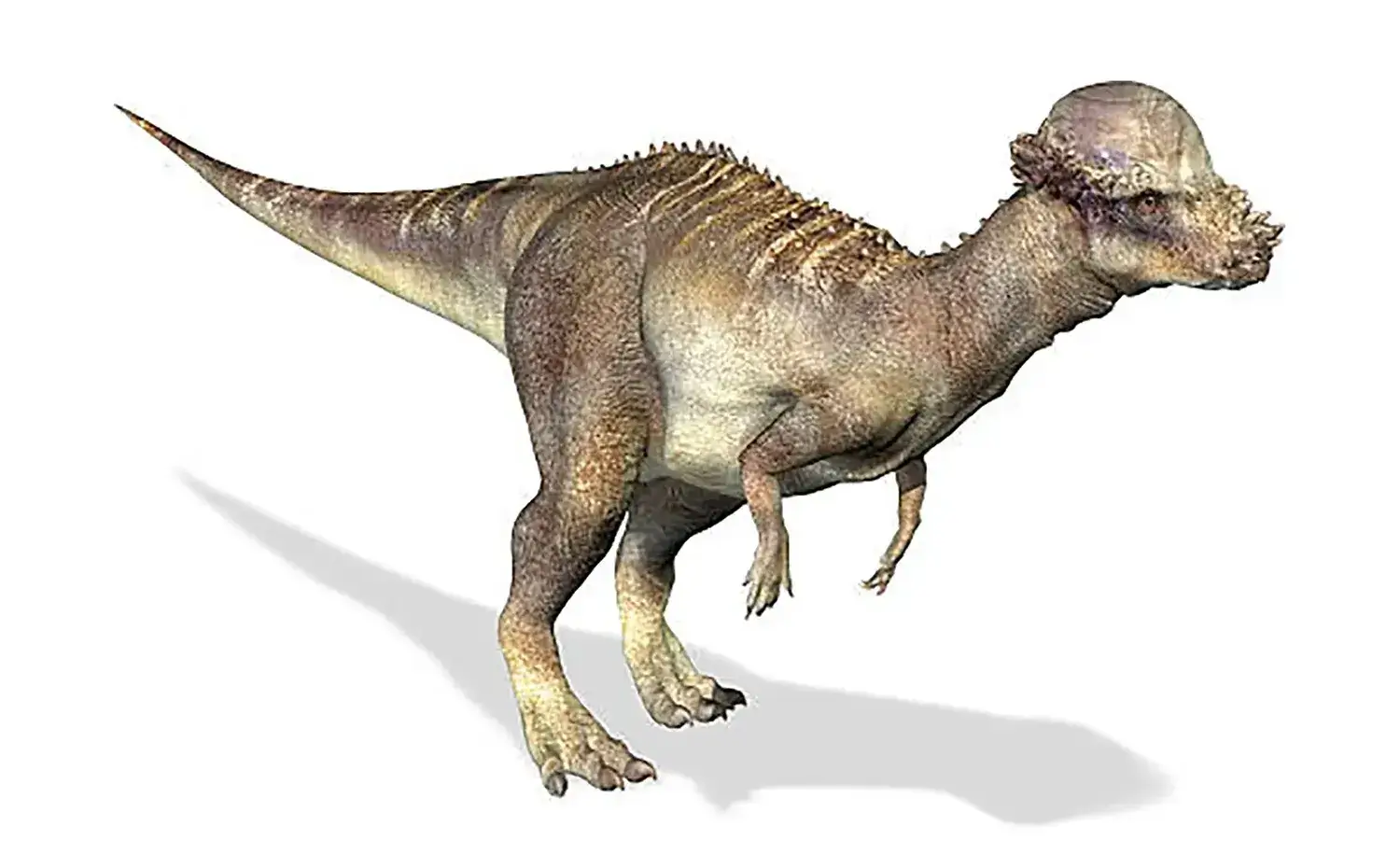 パキケファロサウルス