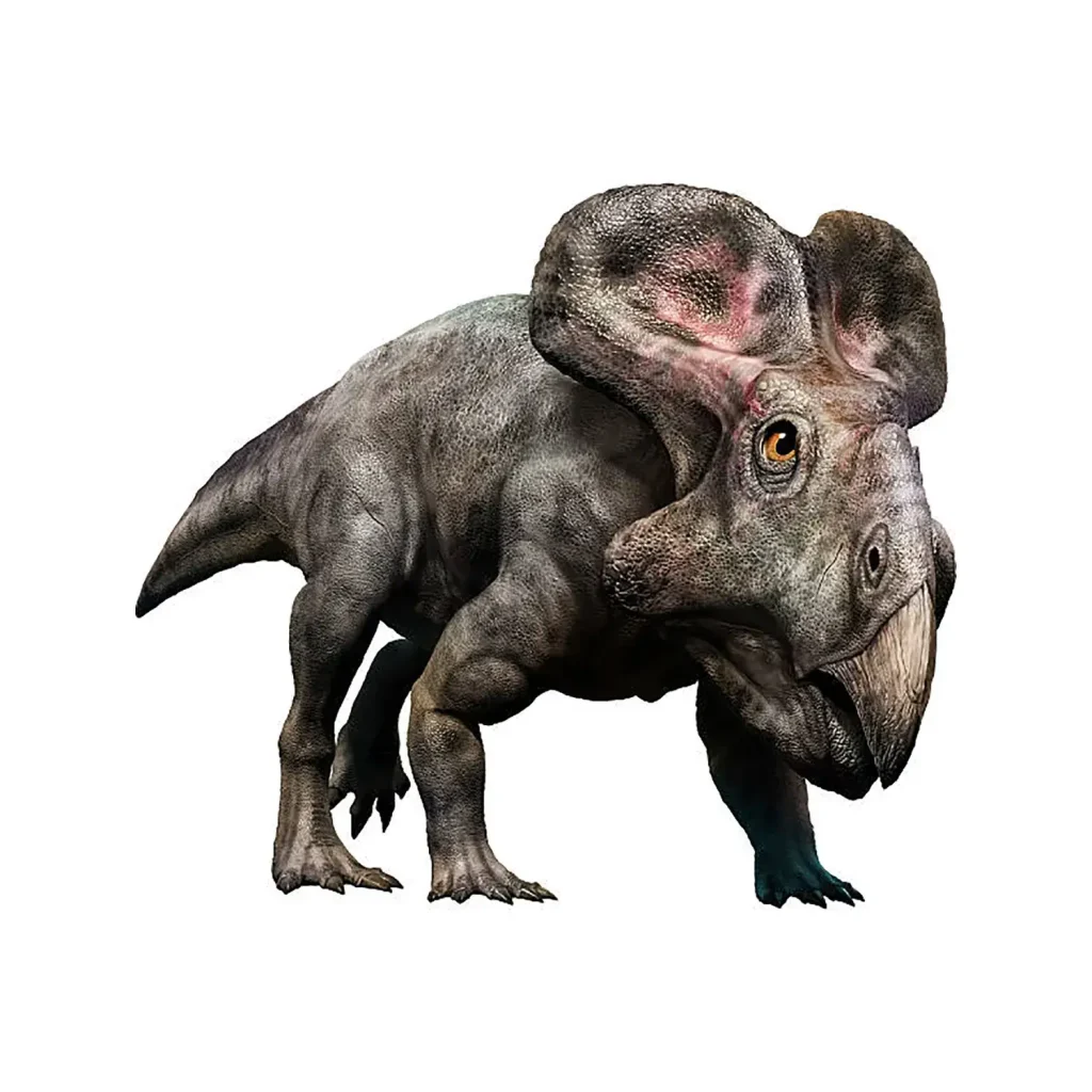 プロトケラトプス | 恐竜博物館.web