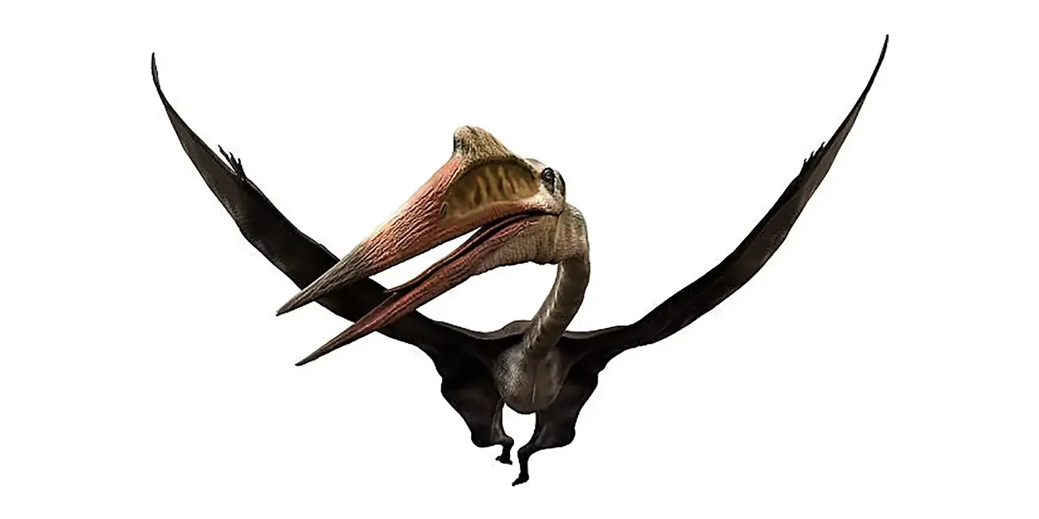 How were the complete Quetzalcoatlus skeletons displayed in museums constructed?