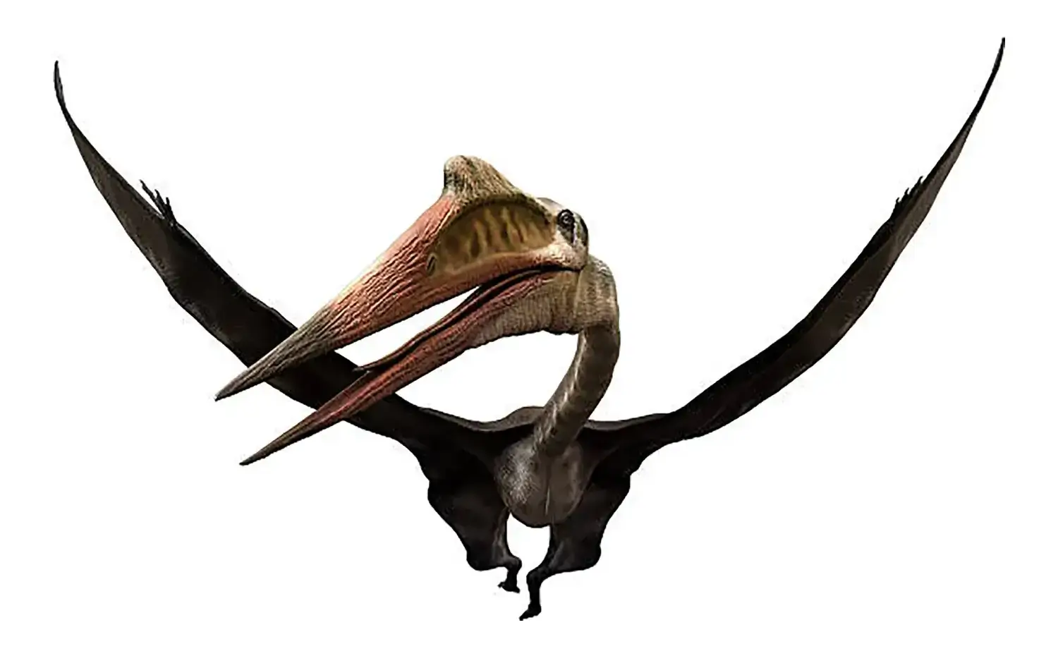 ケツァルコアトルス