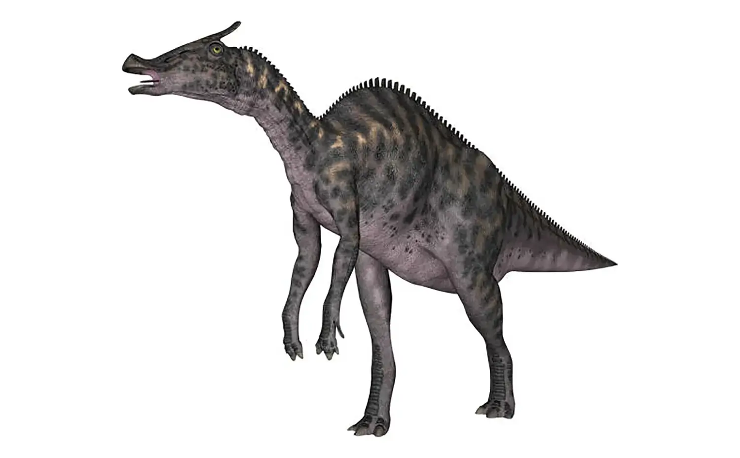 サウロロフスの歯の特徴について、正しいものは次のうちどれ？