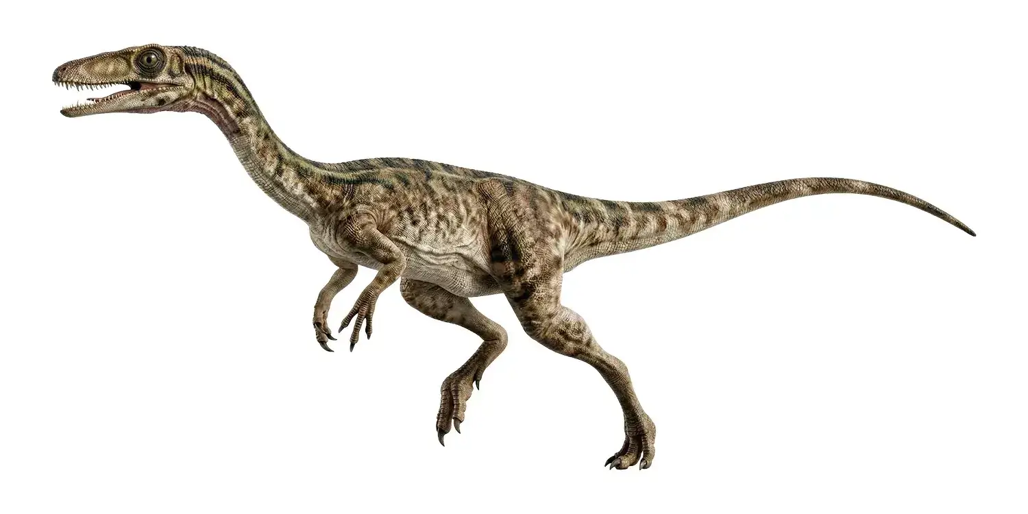 Which bone found in Segisaurus fossils is important for studying the evolutionary connection between dinosaurs and birds?