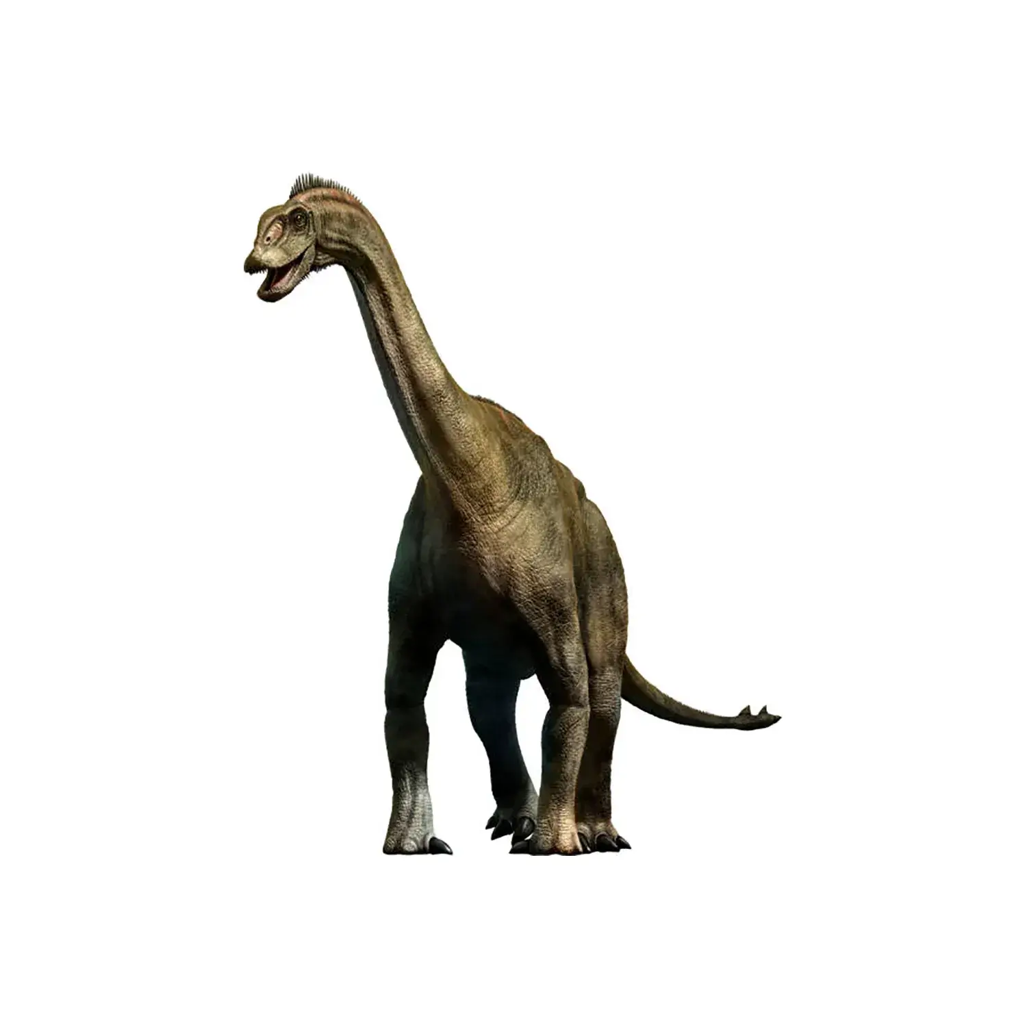 シュノサウルス | 恐竜博物館.web