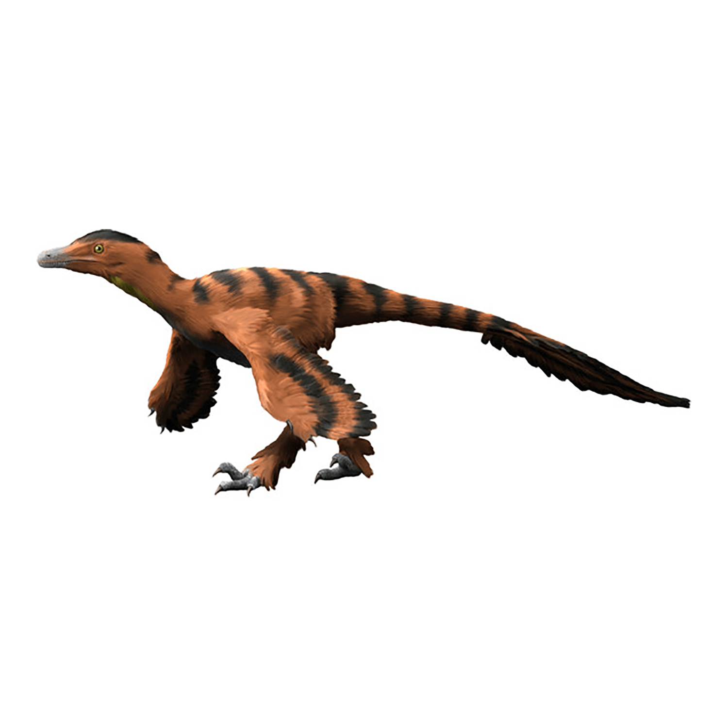 シノルニトサウルス
