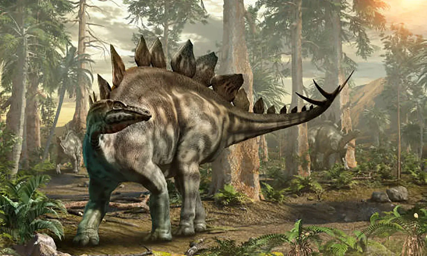 Stegosaurus