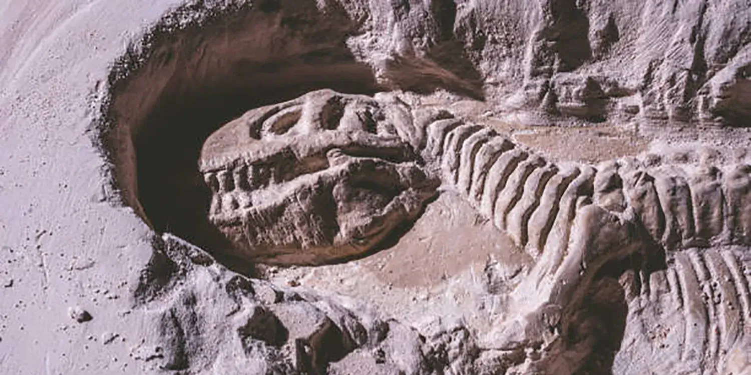 骨の化石について、正しいのは次のうちどれ？