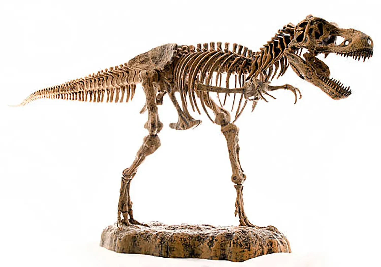 ティラノサウルスの骨の数はどれくらい？