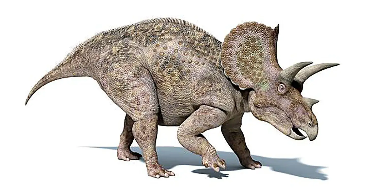 角や襟飾り（フリル）が特徴の恐竜の仲間を何という？