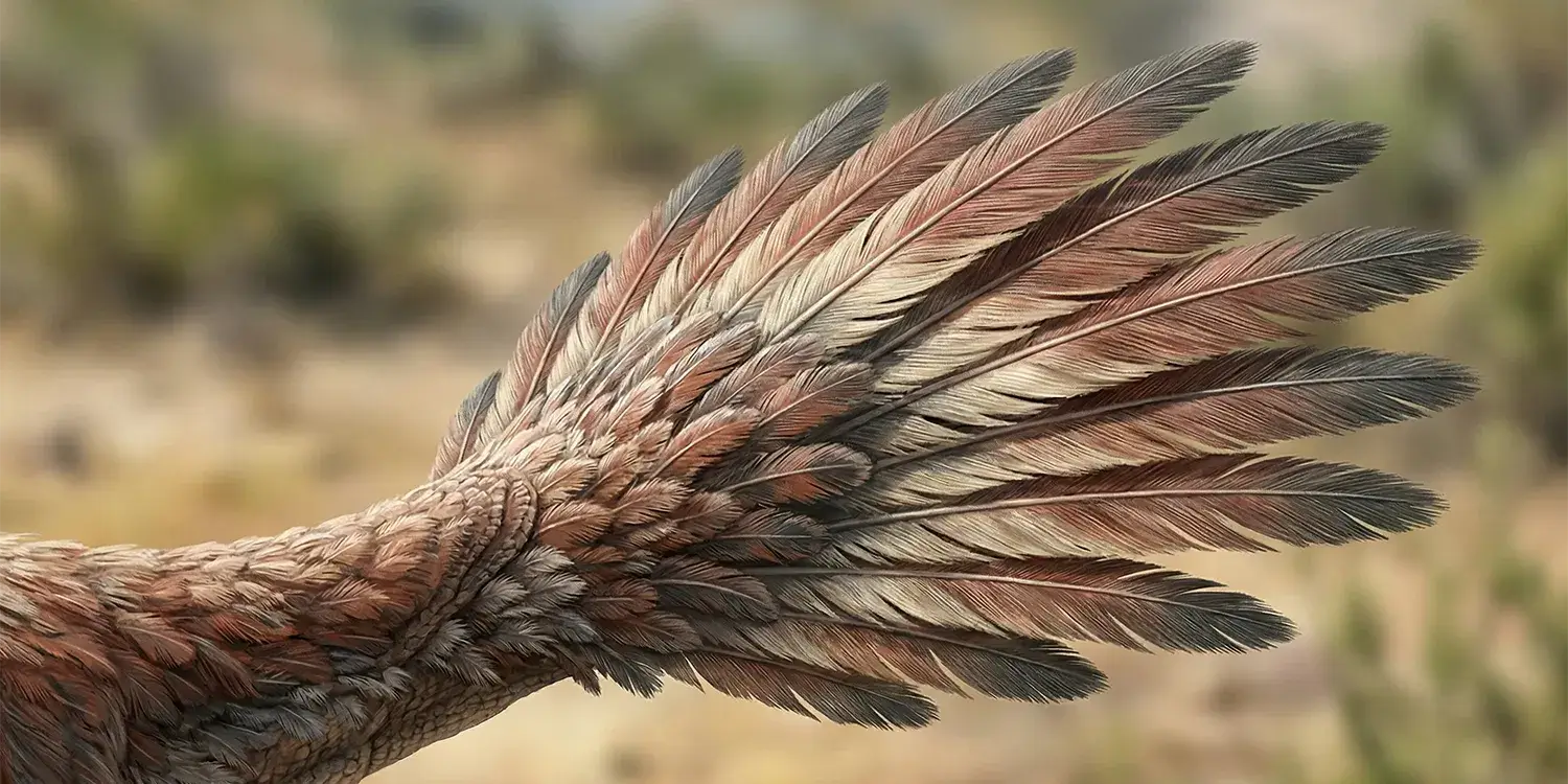 オヴィラプトルの仲間は、尻尾の羽を何に使っていた？