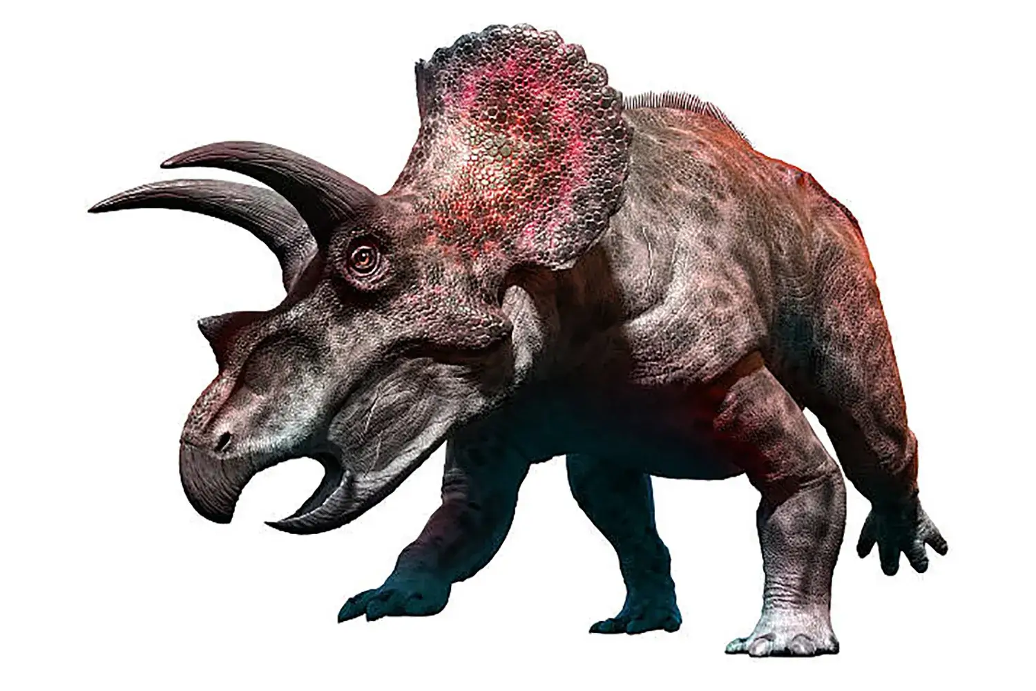 代表的な周飾頭類の恐竜『トリケラトプス』
