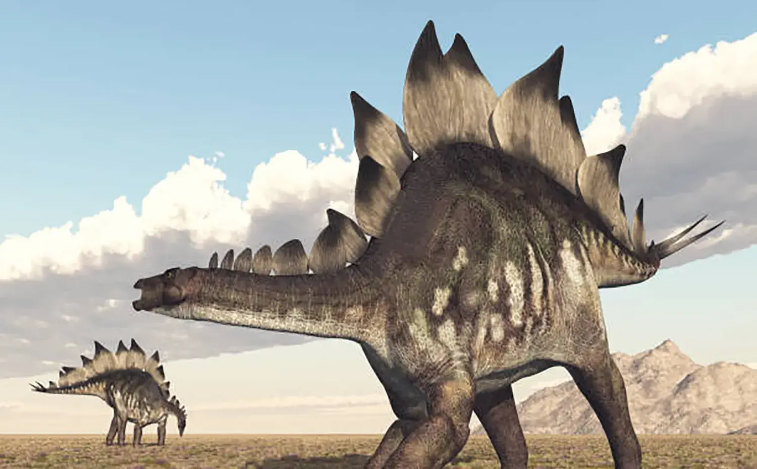 What did a Stegosaurus do with the plates on its back when an enemy approached?