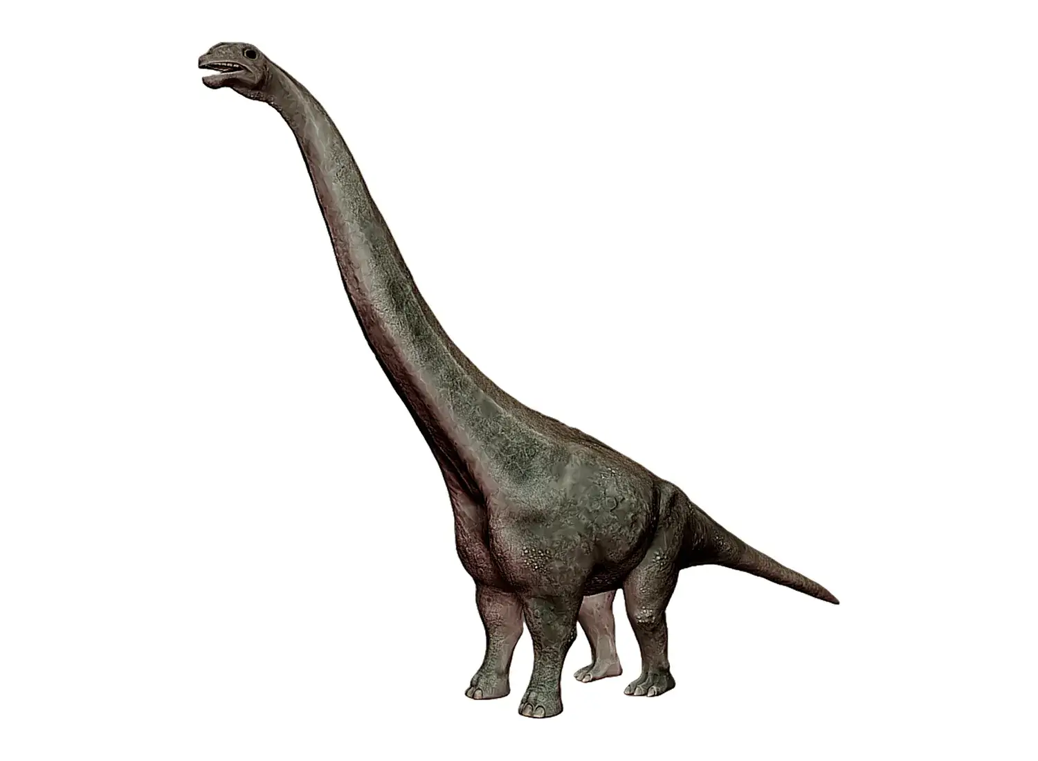6th Place: Futalognkosaurus