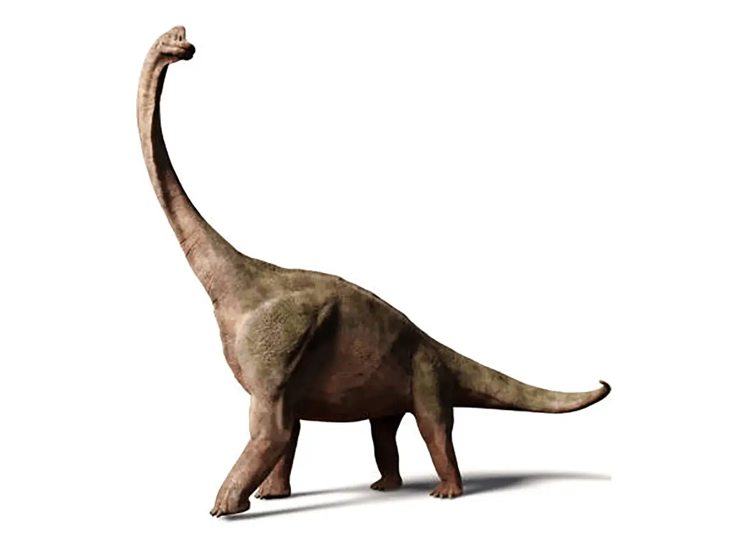 10th Place: Brachiosaurus
