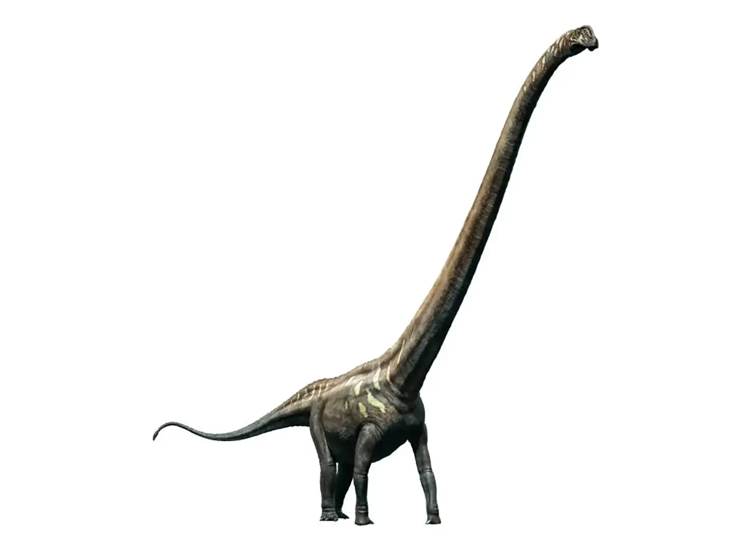 7th Place: Mamenchisaurus