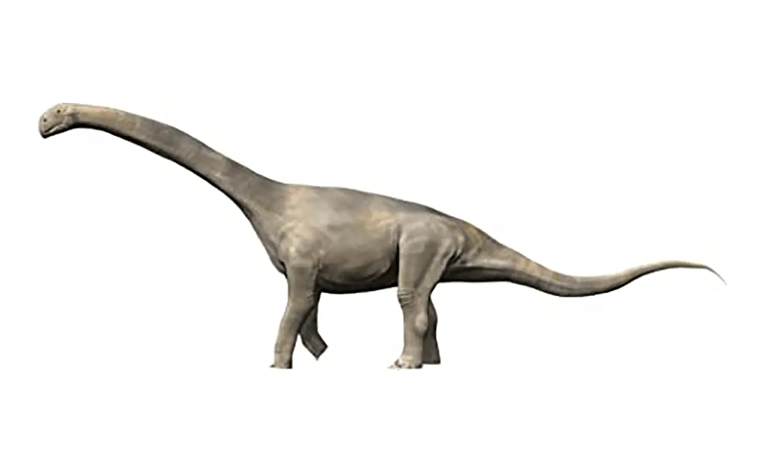 3rd Place: Turiasaurus