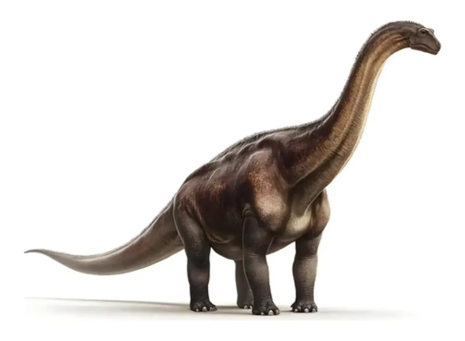 2nd Place: Patagotitan