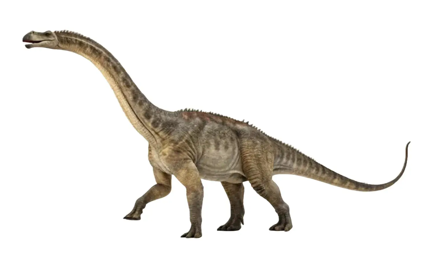 8th Place: Maraapunisaurus