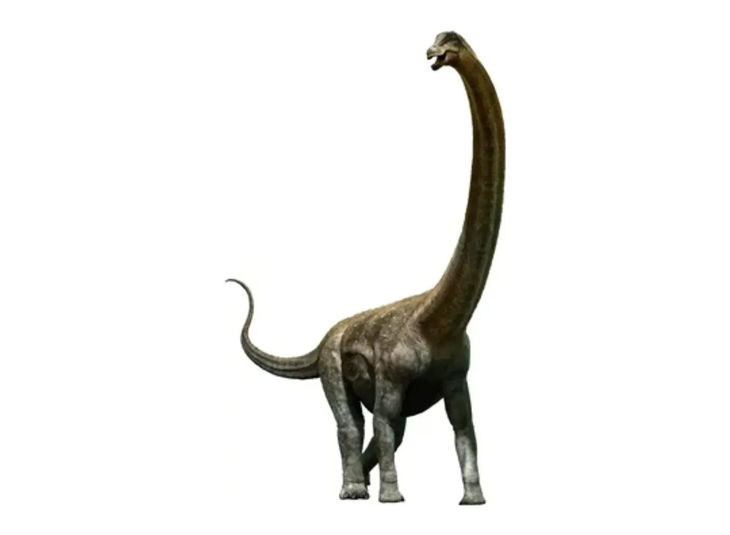 9th Place: Puertasaurus