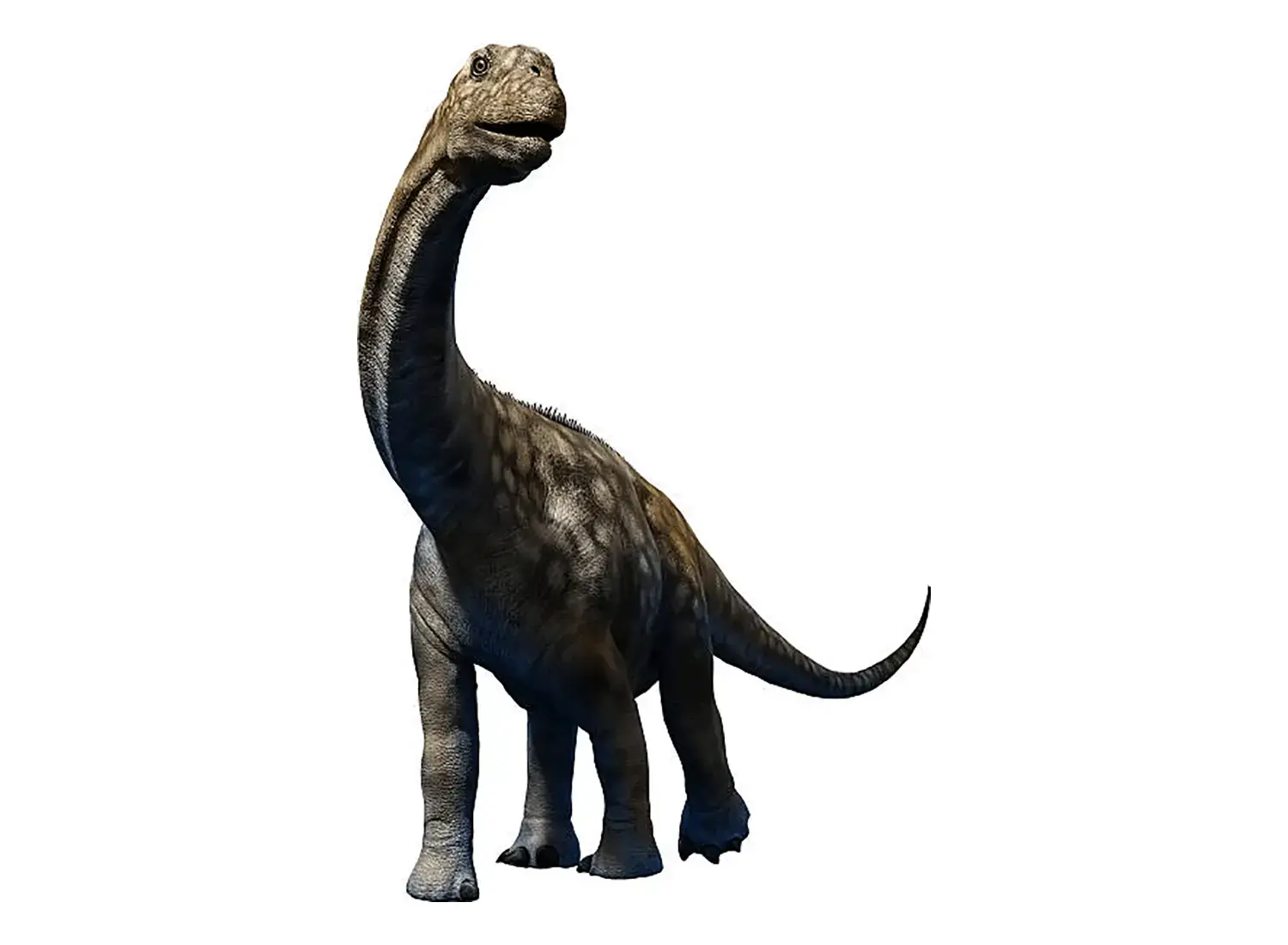 1st Place: Argentinosaurus