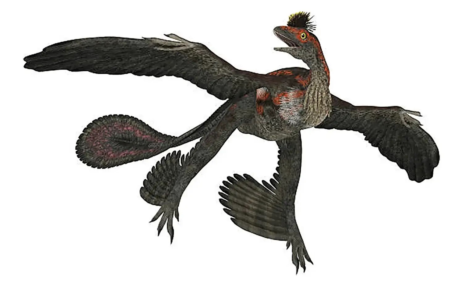 Microraptor