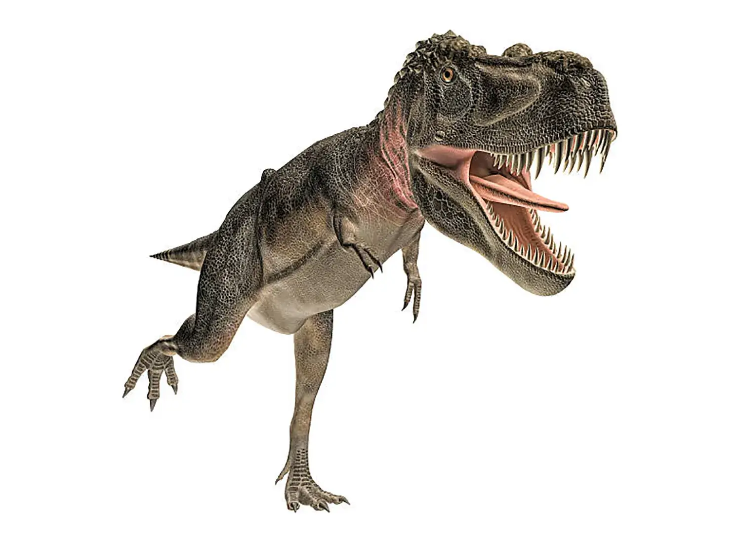 4th Place: Tarbosaurus