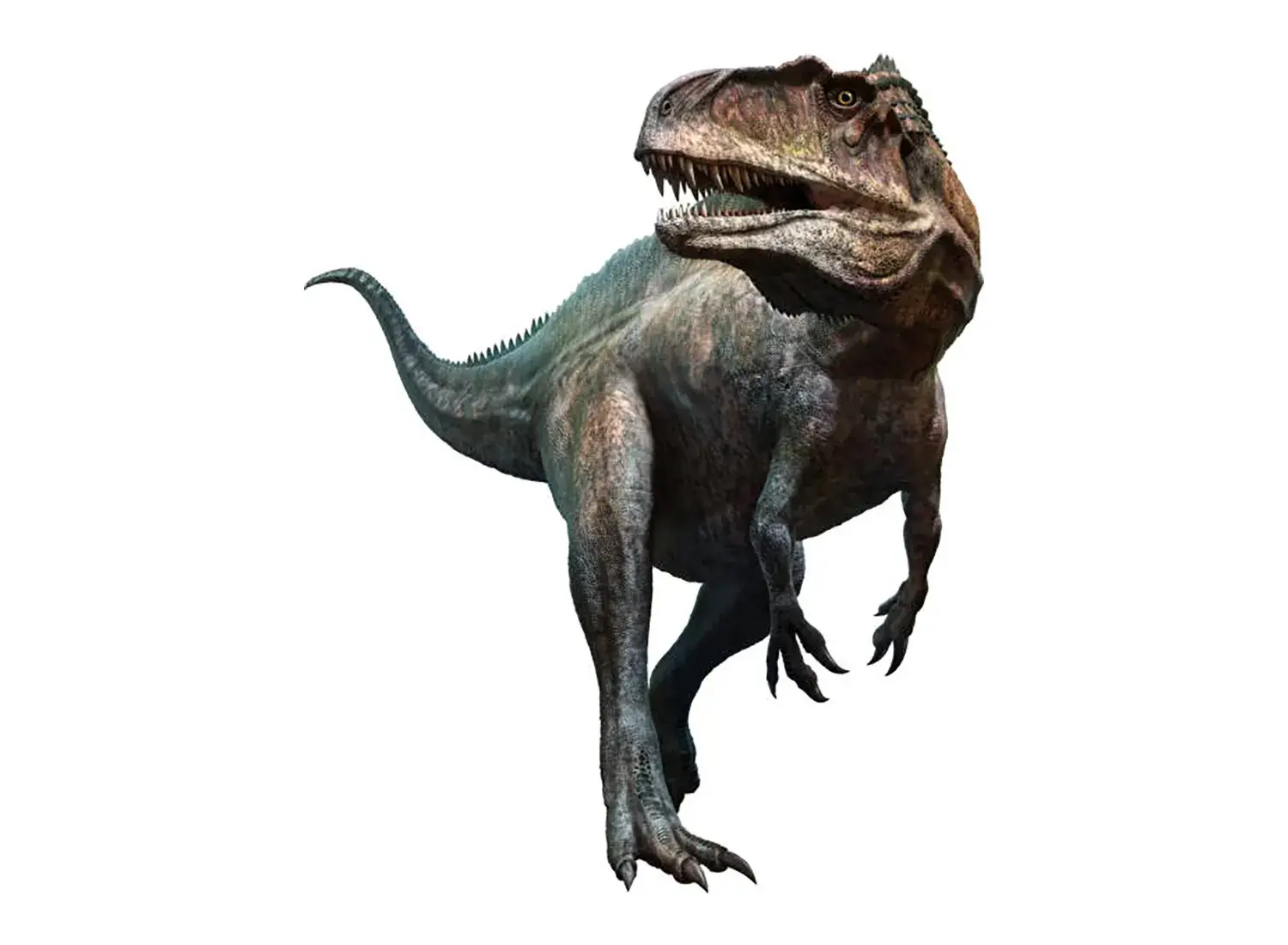 3rd Place: Acrocanthosaurus