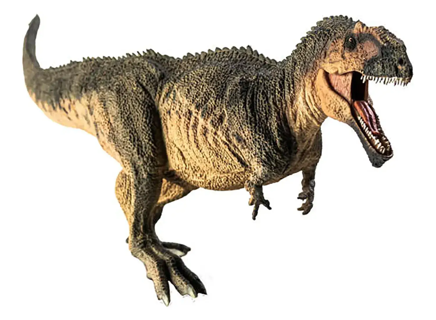 2nd Place: Giganotosaurus