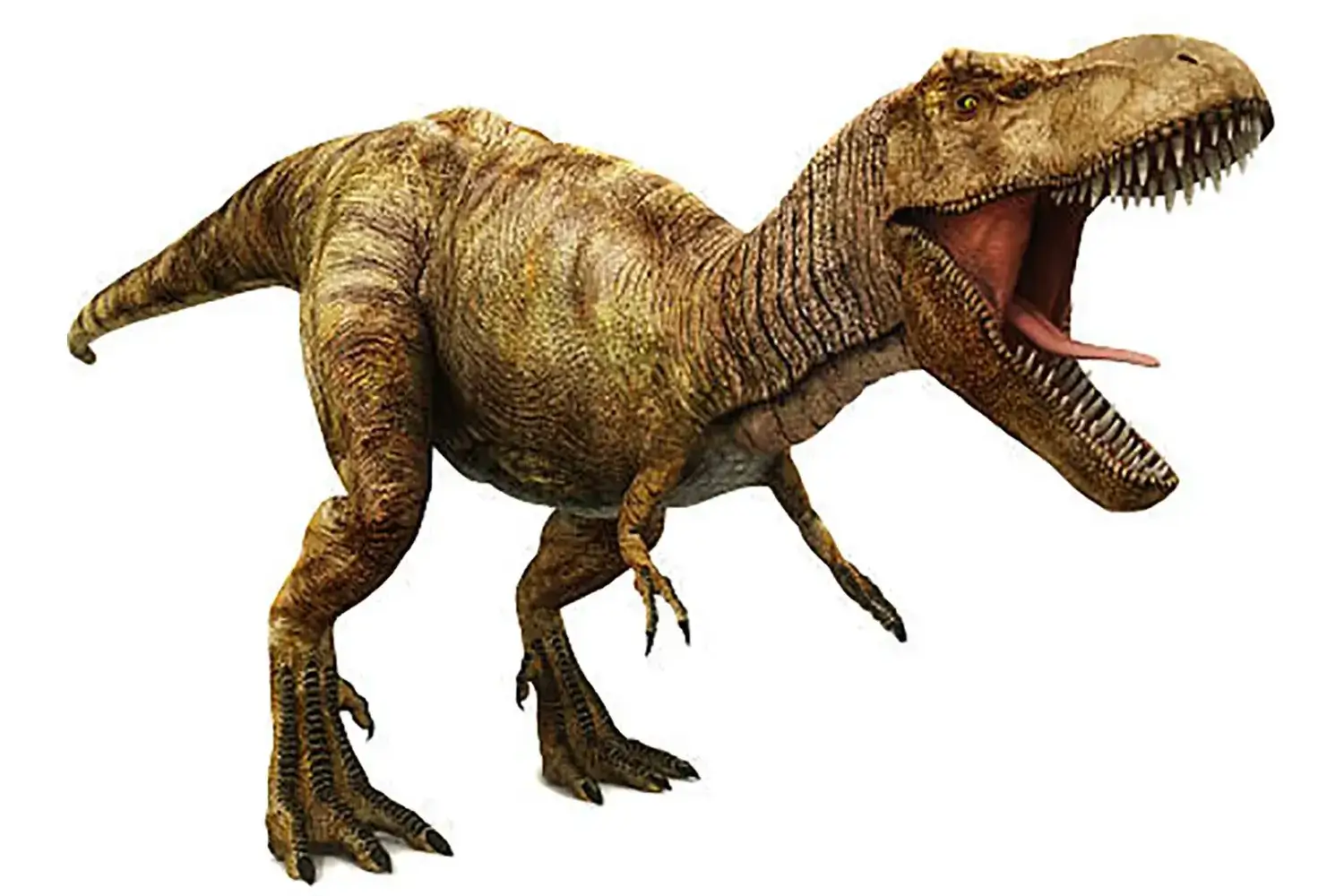 1st Place: Tyrannosaurus