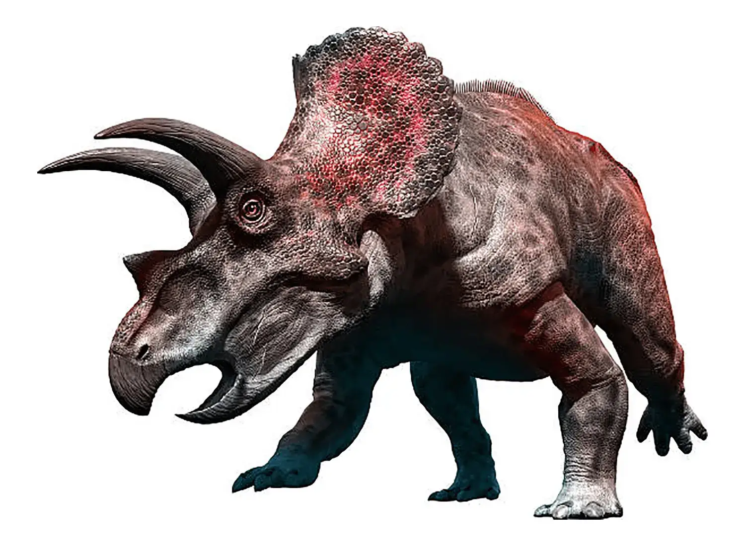 Triceratops